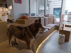 -柴务处·柴犬主题狗咖