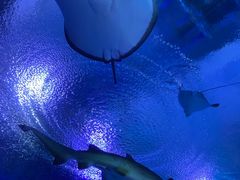 -海合安武汉极地海洋公园