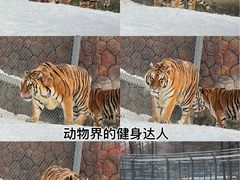-横道河子东北虎林园