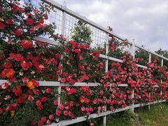 -名花谷生态庄园