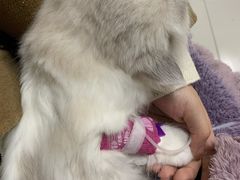 -关爱动物医院·心脏·中兽医·异宠(金牛路分院)