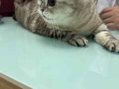 -宠福鑫康馨动物医院·骨科·眼科