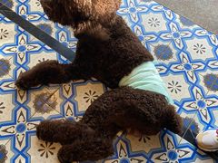 -more than meow吴止猫主题餐厅(承德 中船汇店)