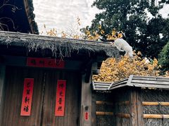 -龙华素斋(龙华路店)