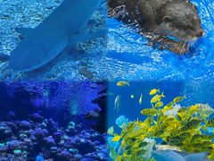 -太平洋海底世界