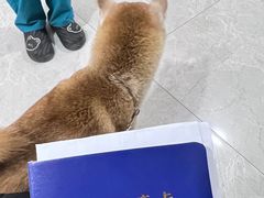 -中农国际动物医院24小时·猫科·骨科·急重症中心