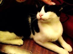 店里的猫咪2-洪齐林老镇