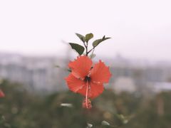-中山市树木园