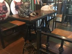 -李小姐の猫咖啡馆(五角场店)