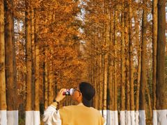 -合肥滨湖国家森林公园