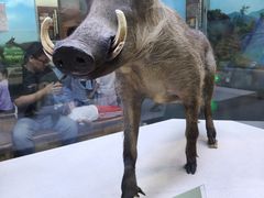 -国家自然博物馆