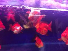 -秦美花卉(天朗·莱茵小城2期店)