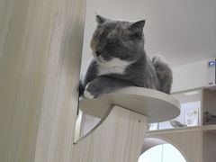 -鼓捣猫呢主题猫咖店