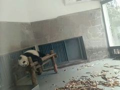 -成都大熊猫繁育研究基地