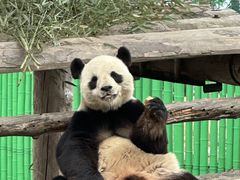 -西霞口神雕山野生动物世界