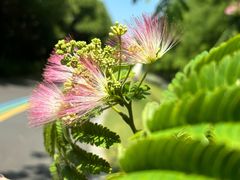 -虎丘湿地公园