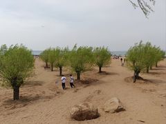 -红碱淖景区