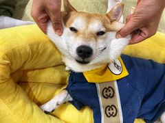 -逗柴咖啡屋·狗咖猫咖宠物桌游