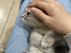 -瑞派名望志远动物医院·猫科·內科·异宠专科(直港大道店)