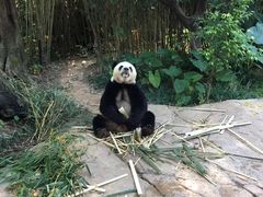 -广州长隆野生动物世界