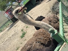 -新疆天山野生动物园