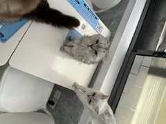 -喵的天空名猫咖啡馆·撸猫·猫舍·用品