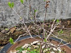 -章太炎故居