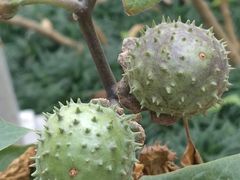 -广州神农草堂中医药博物馆