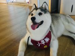 -Husky Go! 哈士奇体验馆·宠物咖啡厅狗咖