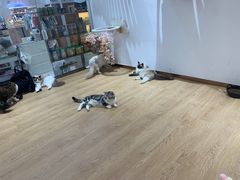-1013 PET SHOP精品宠物商店(丁香店)