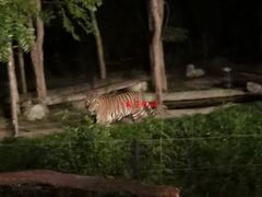 景点-清迈夜间动物园