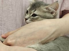 -瑞派康怡24h宠物医院·犬猫医疗中心·微创绝育(瑞景分院)