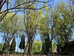 -东方巨龟苑景区