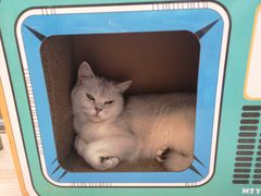 -猫咪派对(江南西店)