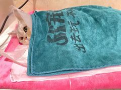 -宠爱国际动物医院· 猫科· 外科·中兽医(长白店)