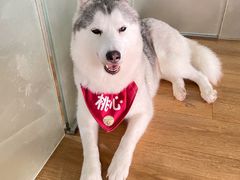 -Husky Go! 哈士奇体验馆·宠物咖啡厅狗咖