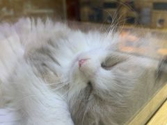 -宠物世家(仲盛世界商城店)