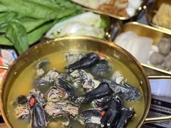 -Darling Queen·Mini·Live·House