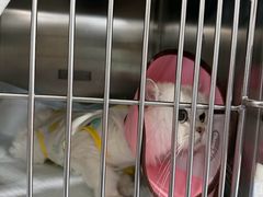 -谐和贝康宠物医院24小时·宠保定点(急重症转诊中心)