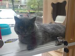 -李小姐の猫咖啡馆(五角场店)