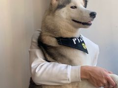 -Husky Go! 哈士奇体验馆·宠物咖啡厅狗咖