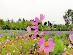 -北京东方普罗旺斯薰衣草庄园