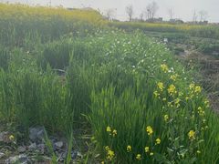 -广富林郊野公园
