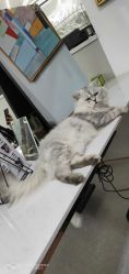 -蚂蚁造型沙龙