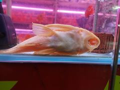 -花鸟鱼虫鲜花绿植市场(玉泉路店)