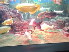 -上海海洋水族馆