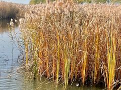 -野鸭湖国家湿地公园