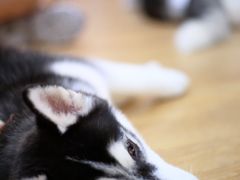 -Husky Go! 哈士奇体验馆·宠物咖啡厅狗咖