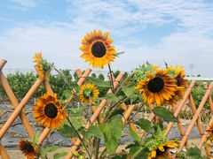 -迪茵湖田家舍生态农场
