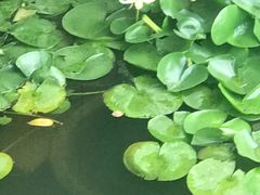 -东湖食堂·湖景餐厅•会议